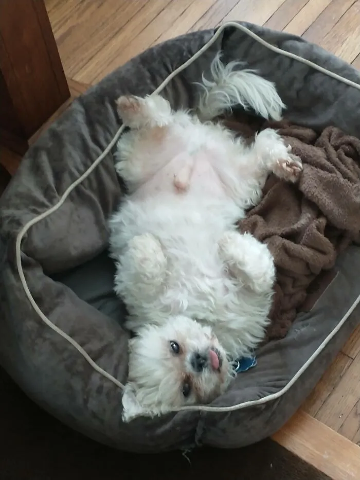 Sammy