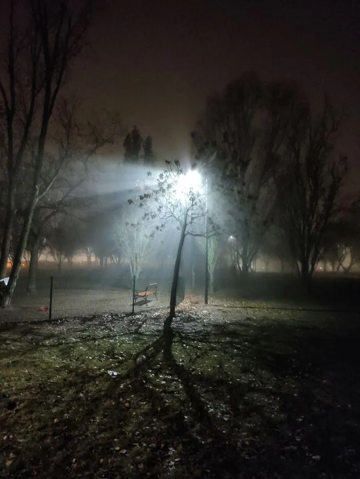 Winter Evening At The Dog Run