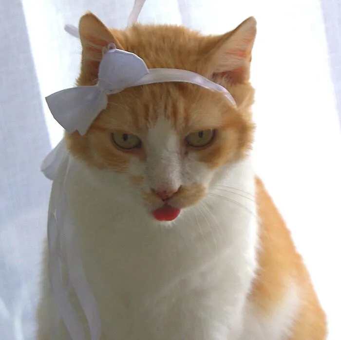 Diva Boy