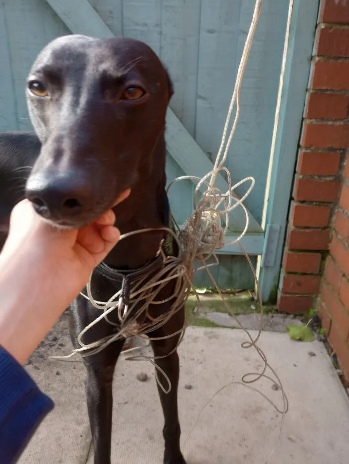 My Dog Ralph  Being Bored About The Fact  That The Neighbours Washing Line Is Not A Suit!