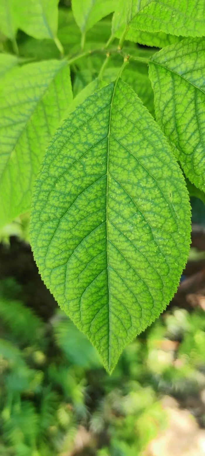 Feeling Leafy
