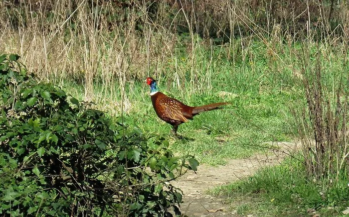 I Surprised This Handsome While He Was Patrolling His Territory