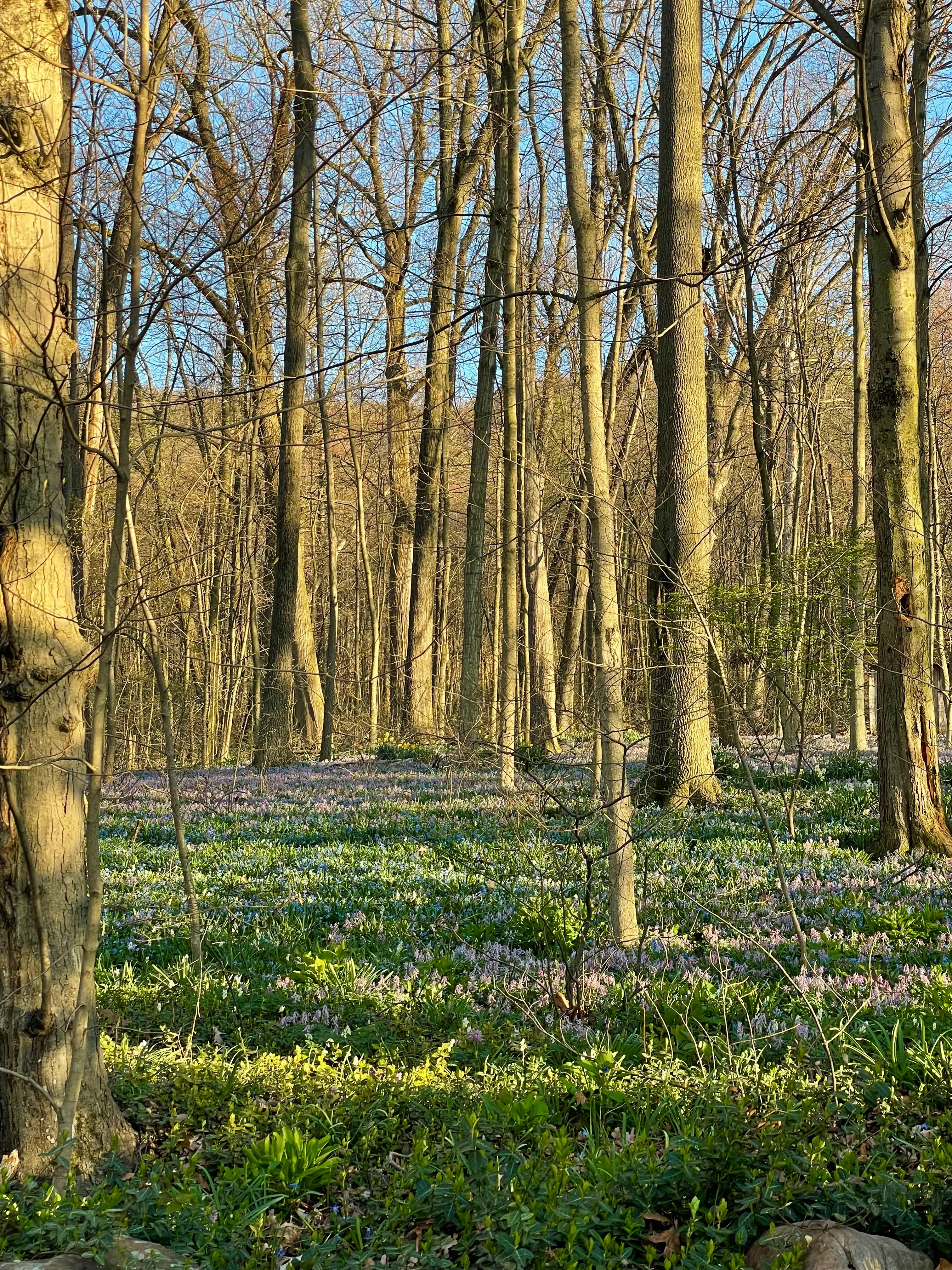 Woodland Spring