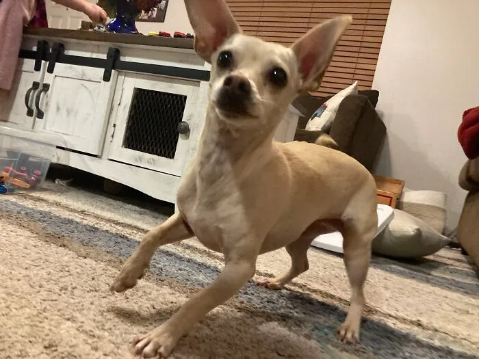 Nothing Like Frantic Ear-Kisses While You Try To Get Something Under The Couch