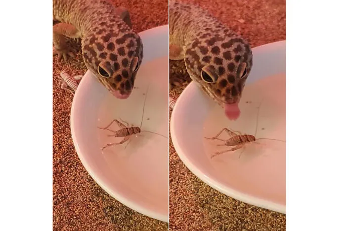 Intruder Alert!