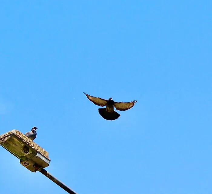 Coming In For A Visit