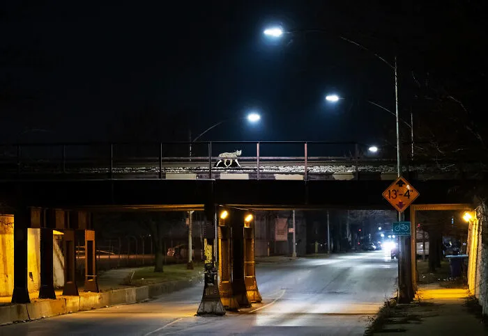This Photographer Captured Wild Animals Strolling Through Residential Neighborhoods In The United States (27 Pics)