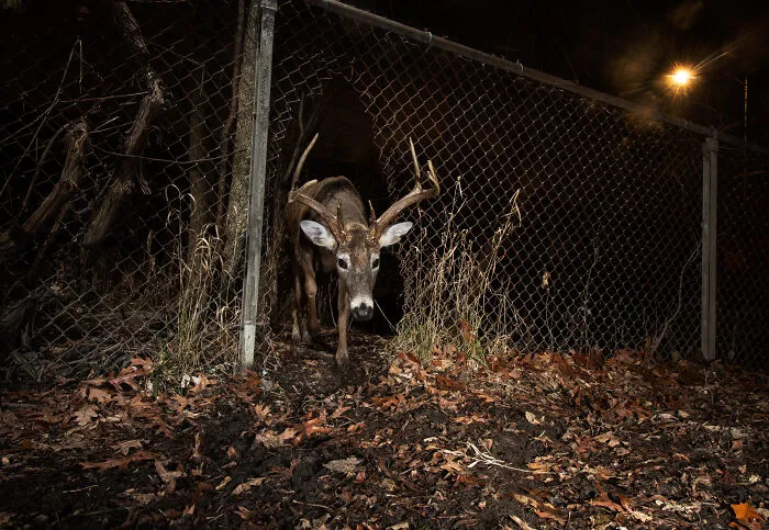 This Photographer Captured Wild Animals Strolling Through Residential Neighborhoods In The United States (27 Pics)