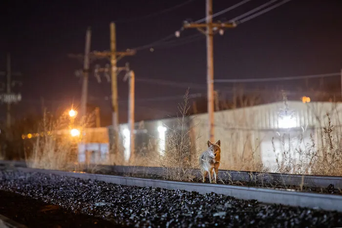 This Photographer Captured Wild Animals Strolling Through Residential Neighborhoods In The United States (27 Pics)