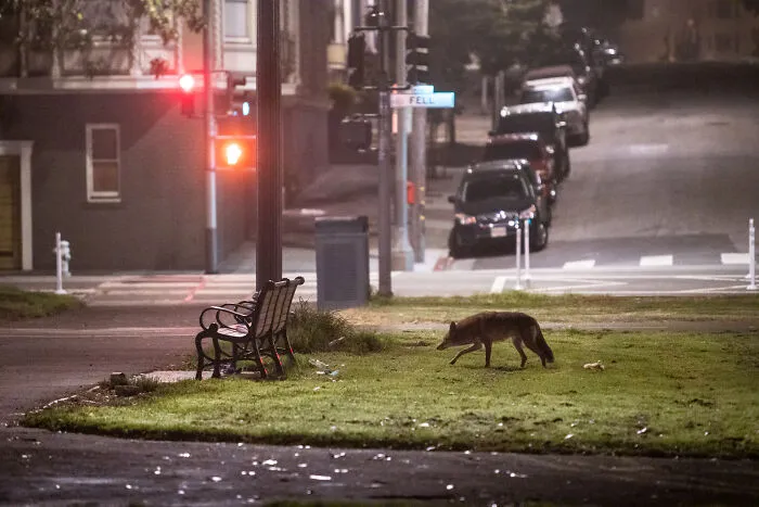 This Photographer Captured Wild Animals Strolling Through Residential Neighborhoods In The United States (27 Pics)