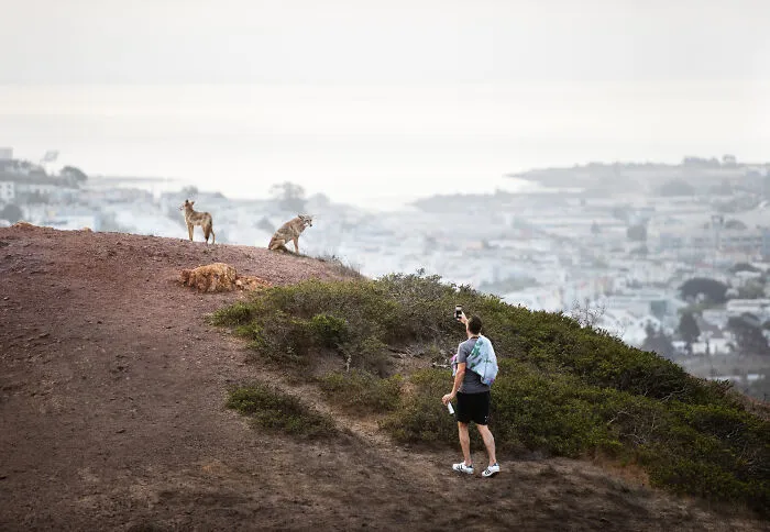 This Photographer Captured Wild Animals Strolling Through Residential Neighborhoods In The United States (27 Pics)