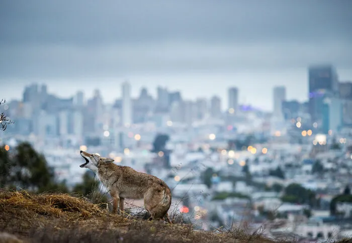 This Photographer Captured Wild Animals Strolling Through Residential Neighborhoods In The United States (27 Pics)
