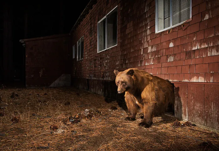 This Photographer Captured Wild Animals Strolling Through Residential Neighborhoods In The United States (27 Pics)