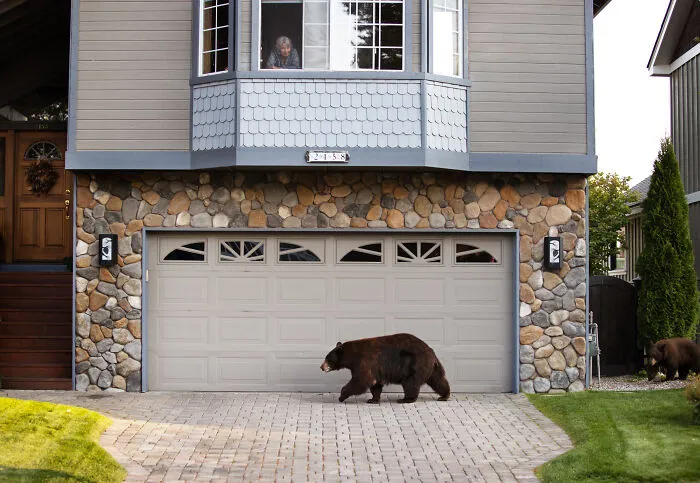 This Photographer Captured Wild Animals Strolling Through Residential Neighborhoods In The United States (27 Pics)