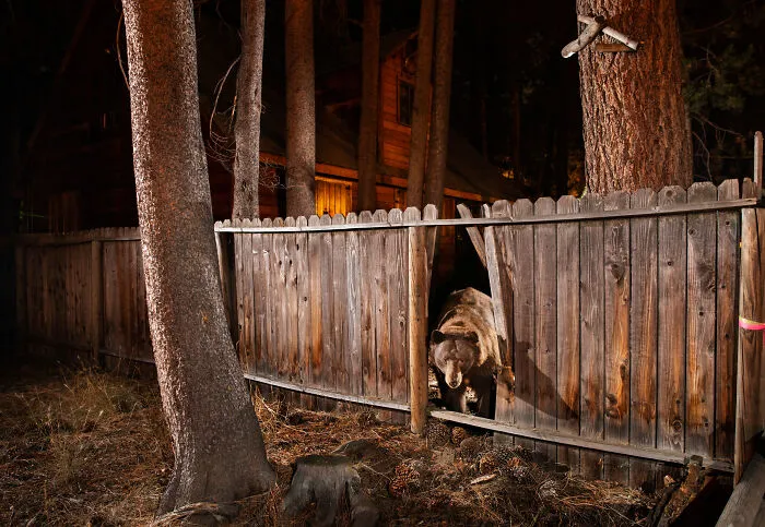 This Photographer Captured Wild Animals Strolling Through Residential Neighborhoods In The United States (27 Pics)