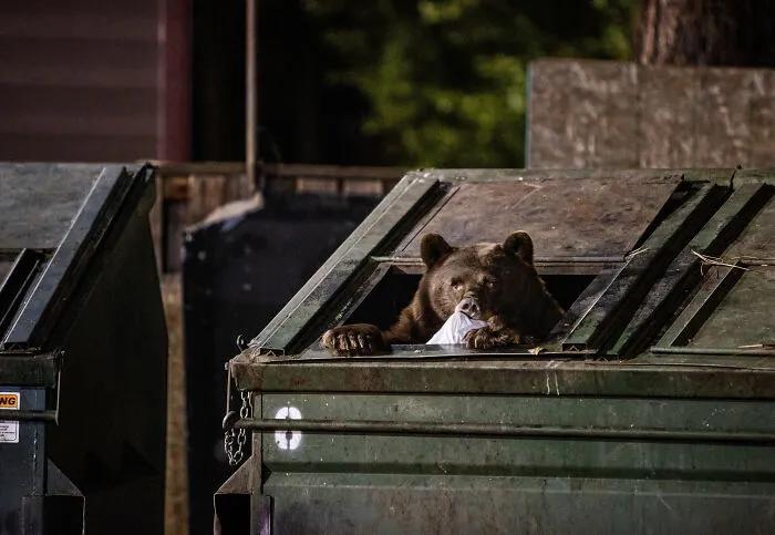 This Photographer Captured Wild Animals Strolling Through Residential Neighborhoods In The United States (27 Pics)