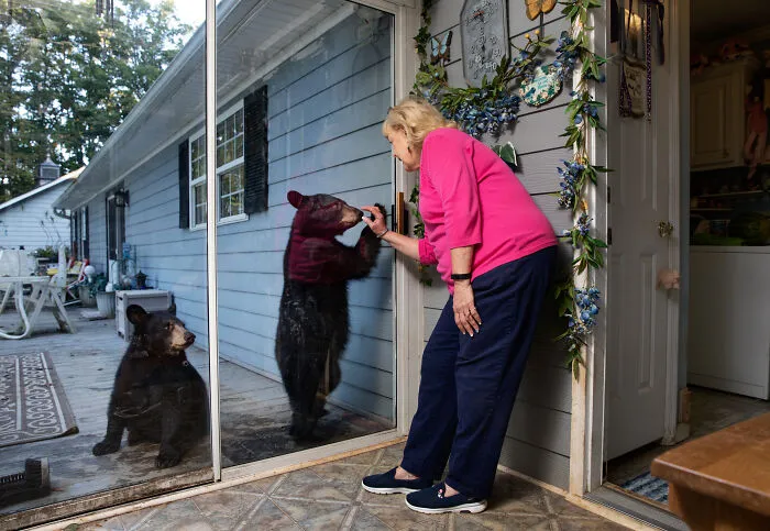 This Photographer Captured Wild Animals Strolling Through Residential Neighborhoods In The United States (27 Pics)