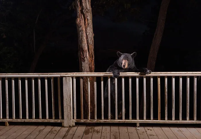 This Photographer Captured Wild Animals Strolling Through Residential Neighborhoods In The United States (27 Pics)