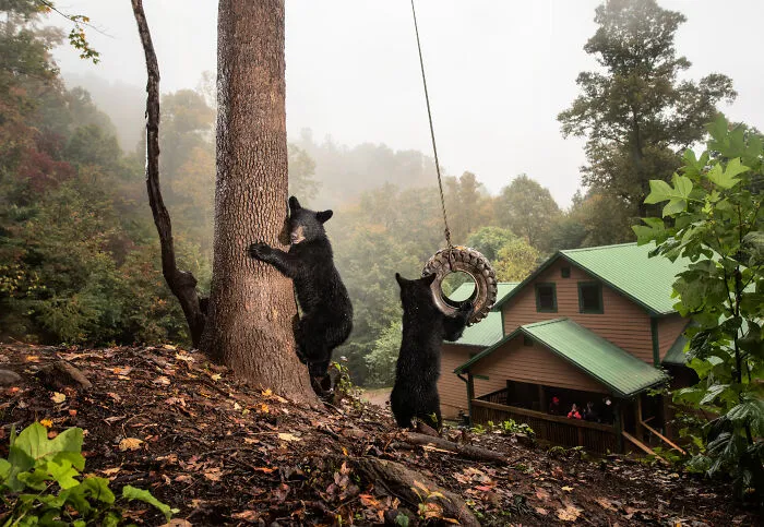 This Photographer Captured Wild Animals Strolling Through Residential Neighborhoods In The United States (27 Pics)