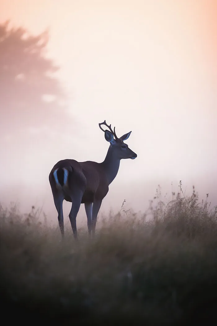 The Beauty Of Nature At Dawn: I Created 38 Images Using An AI Generator