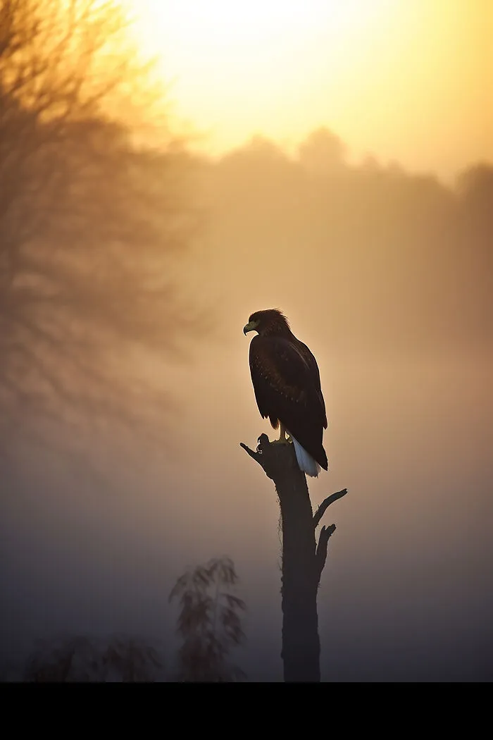 The Beauty Of Nature At Dawn: I Created 38 Images Using An AI Generator