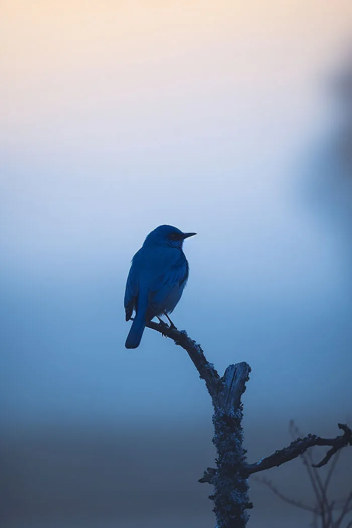 The Beauty Of Nature At Dawn: I Created 38 Images Using An AI Generator