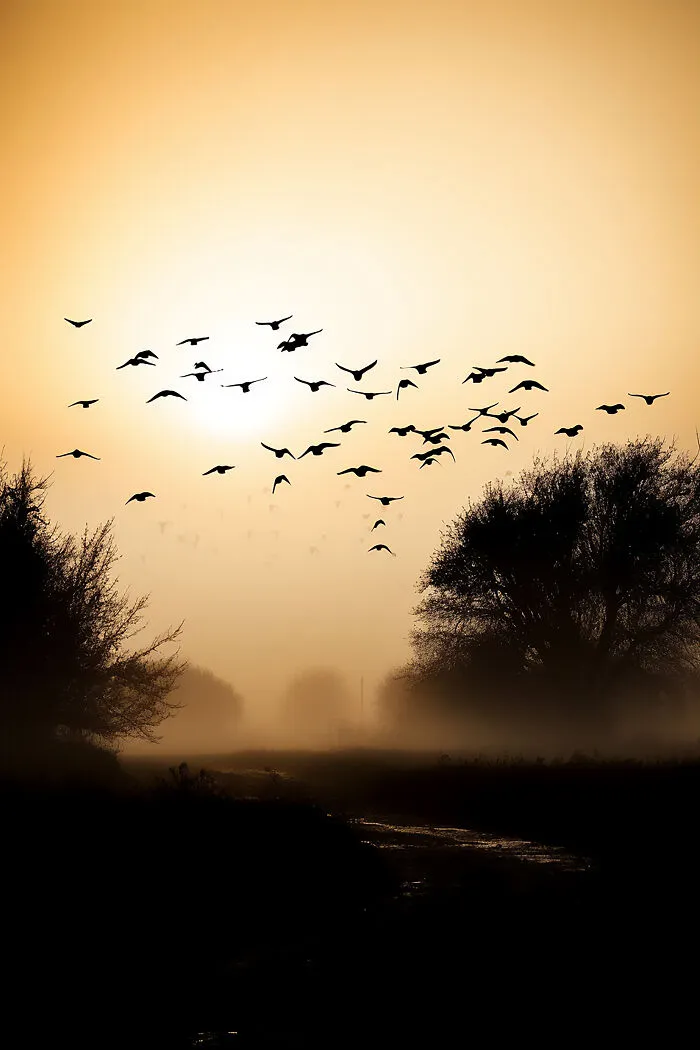 The Beauty Of Nature At Dawn: I Created 38 Images Using An AI Generator