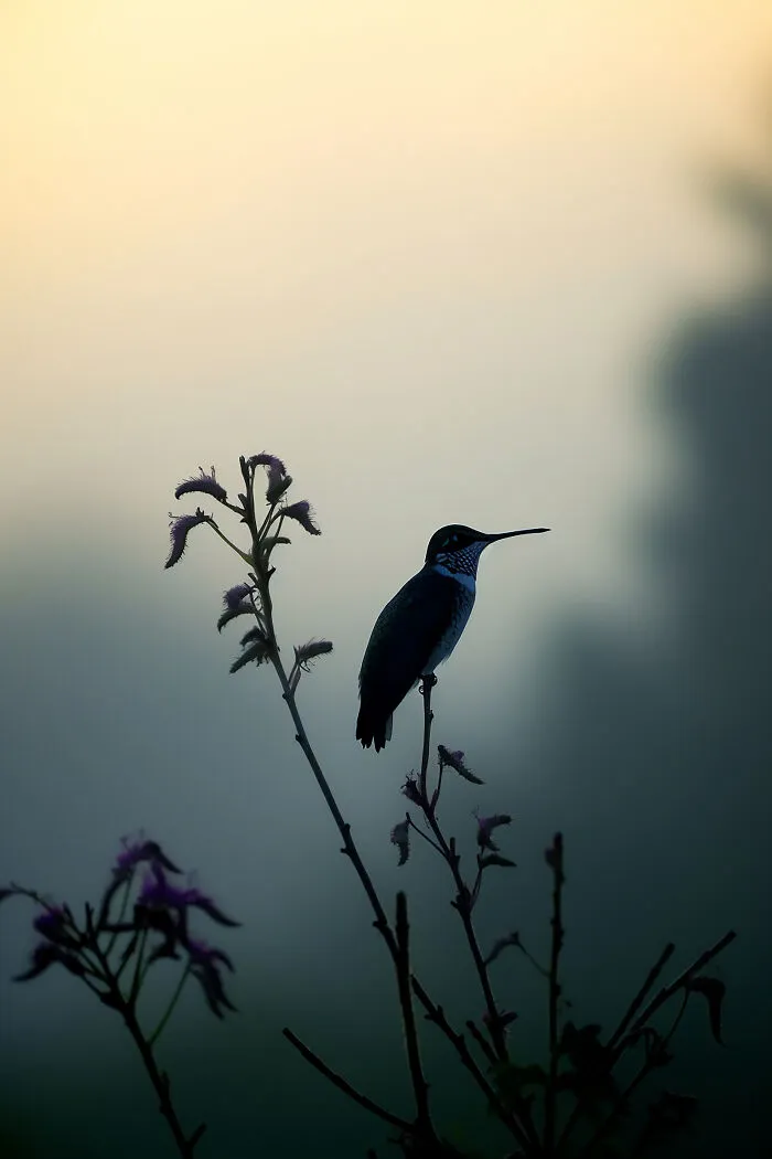 The Beauty Of Nature At Dawn: I Created 38 Images Using An AI Generator
