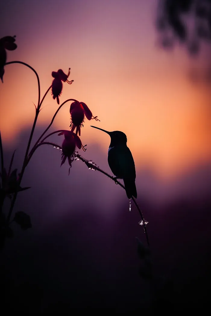 The Beauty Of Nature At Dawn: I Created 38 Images Using An AI Generator