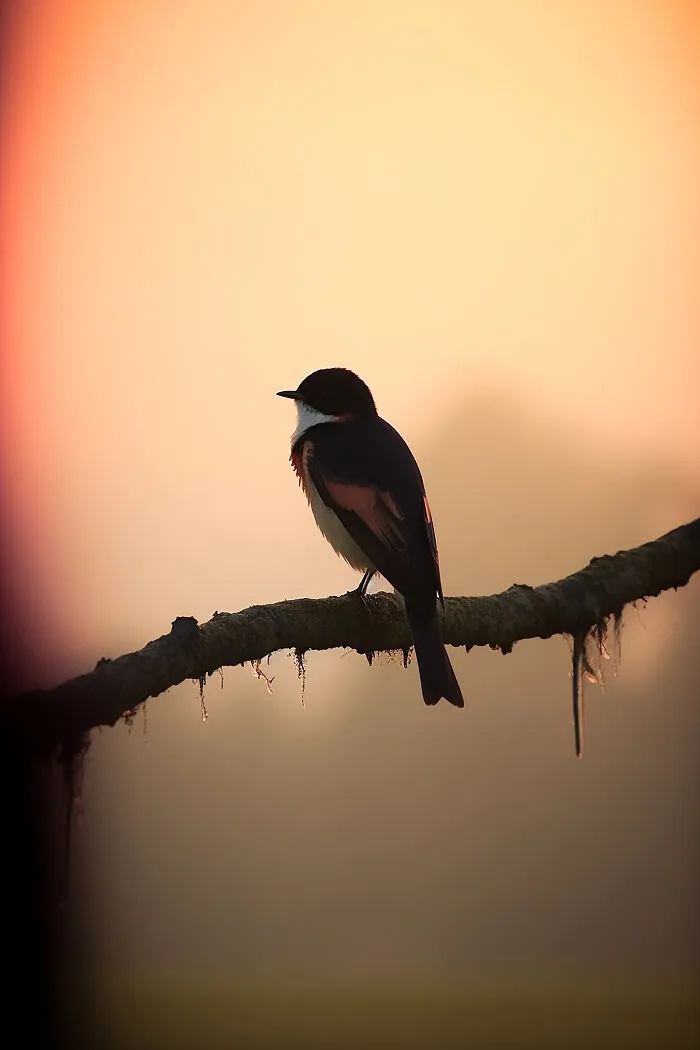The Beauty Of Nature At Dawn: I Created 38 Images Using An AI Generator