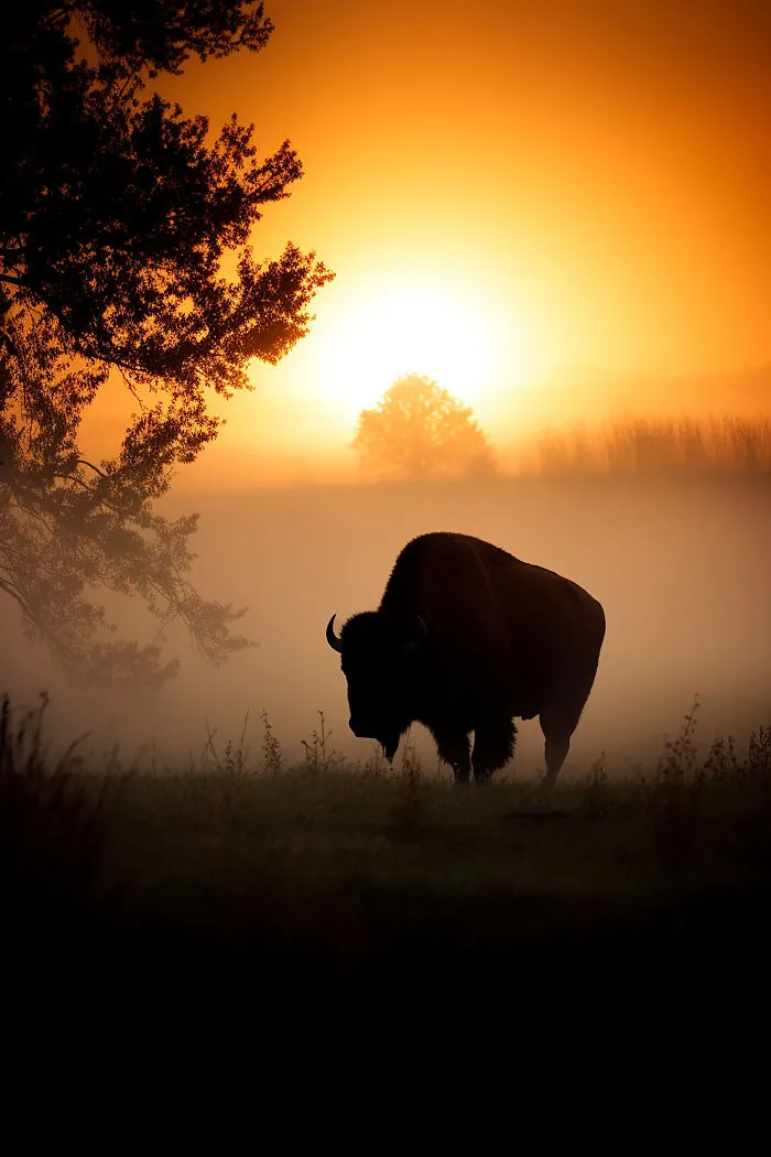 The Beauty Of Nature At Dawn: I Created 38 Images Using An AI Generator