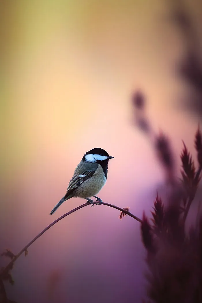 The Beauty Of Nature At Dawn: I Created 38 Images Using An AI Generator