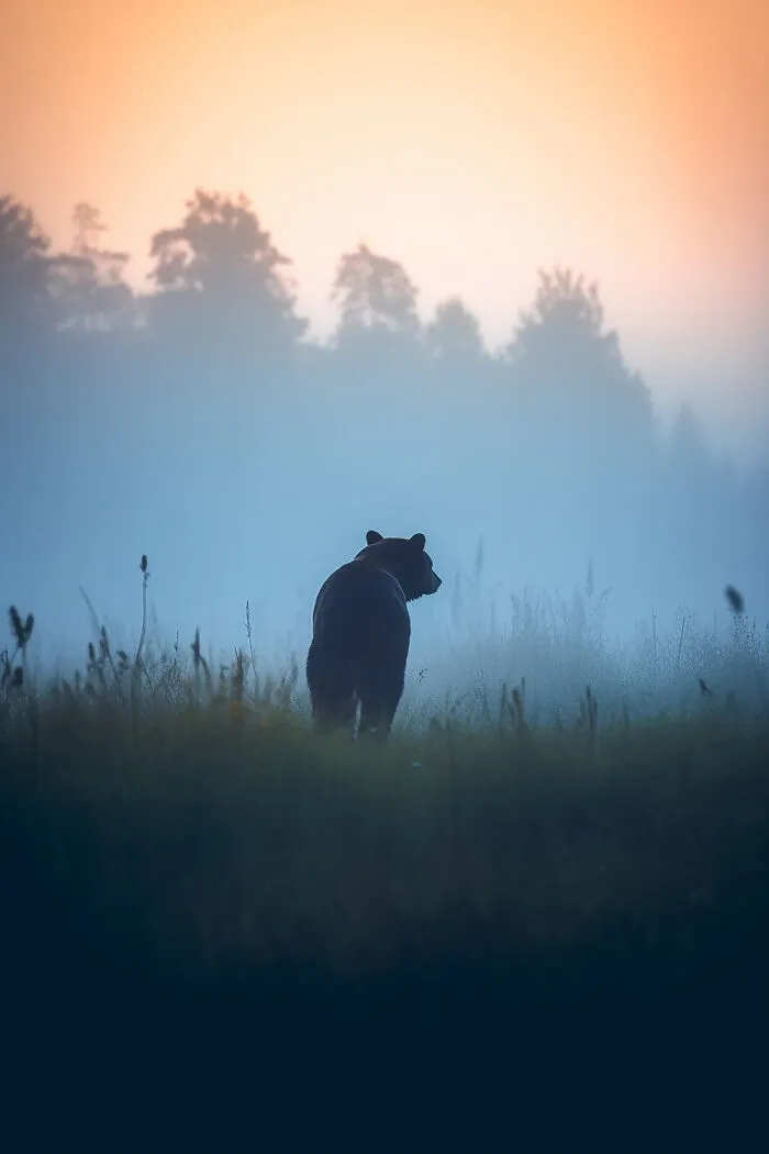 The Beauty Of Nature At Dawn: I Created 38 Images Using An AI Generator