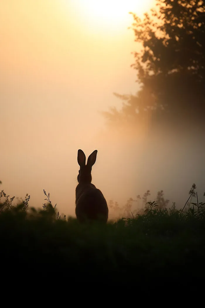 The Beauty Of Nature At Dawn: I Created 38 Images Using An AI Generator