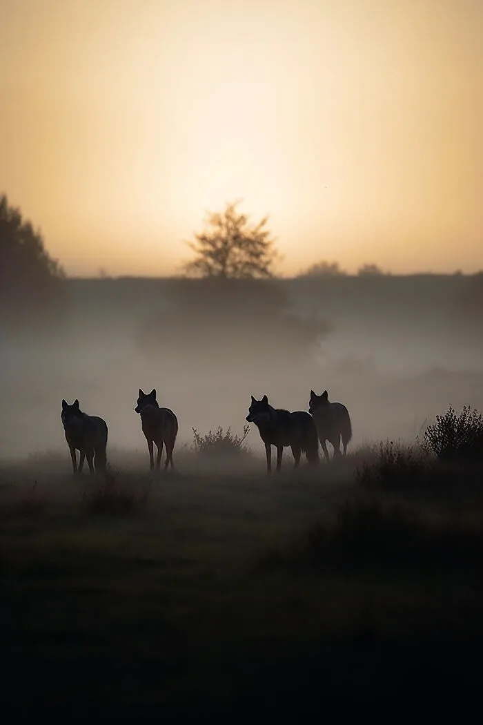 The Beauty Of Nature At Dawn: I Created 38 Images Using An AI Generator