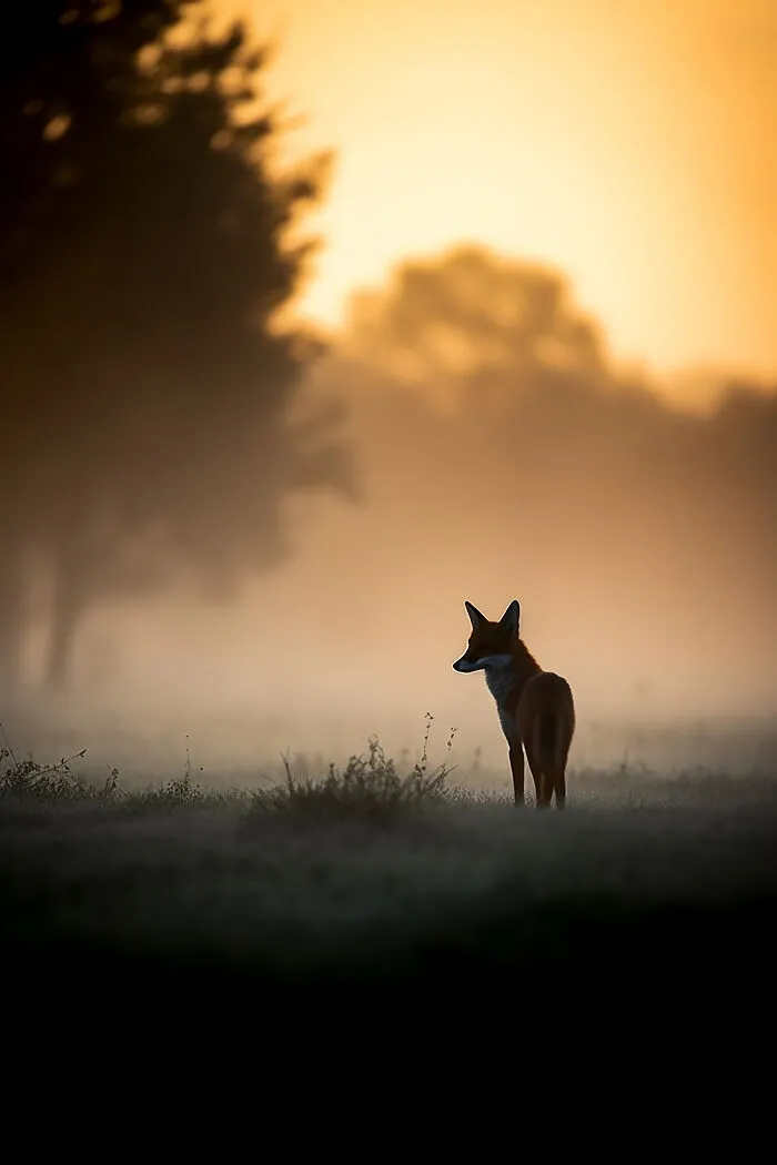 The Beauty Of Nature At Dawn: I Created 38 Images Using An AI Generator