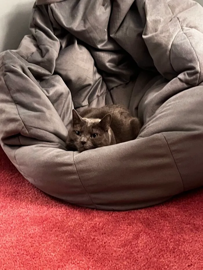 I Captured My Cat Sitting In Weird Spots (20 Pics)