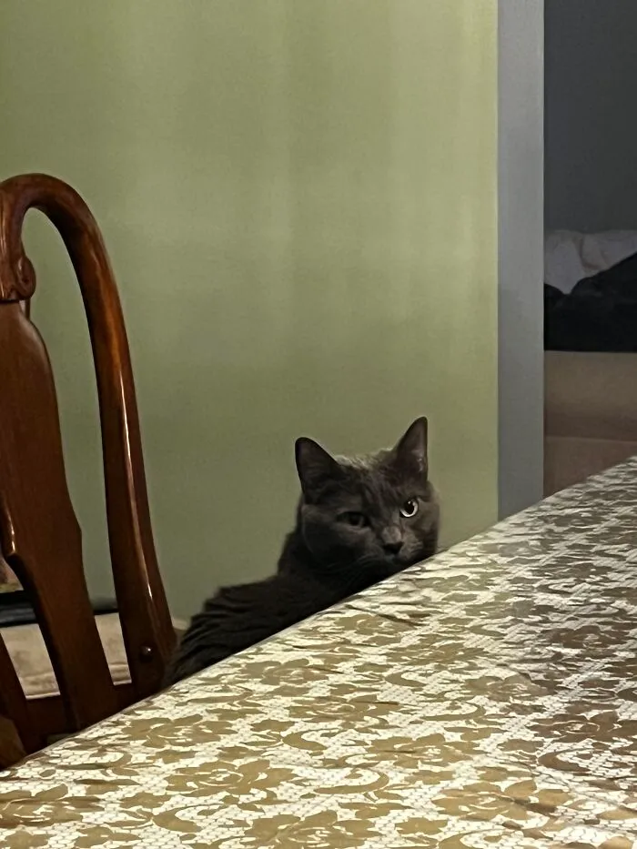 I Captured My Cat Sitting In Weird Spots (20 Pics)