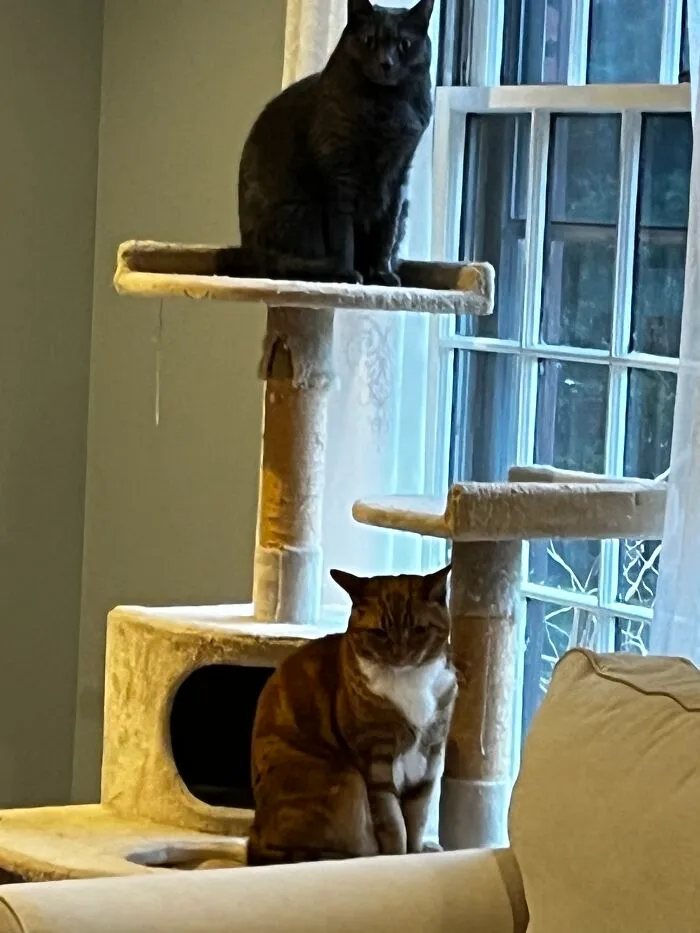 I Captured My Cat Sitting In Weird Spots (20 Pics)