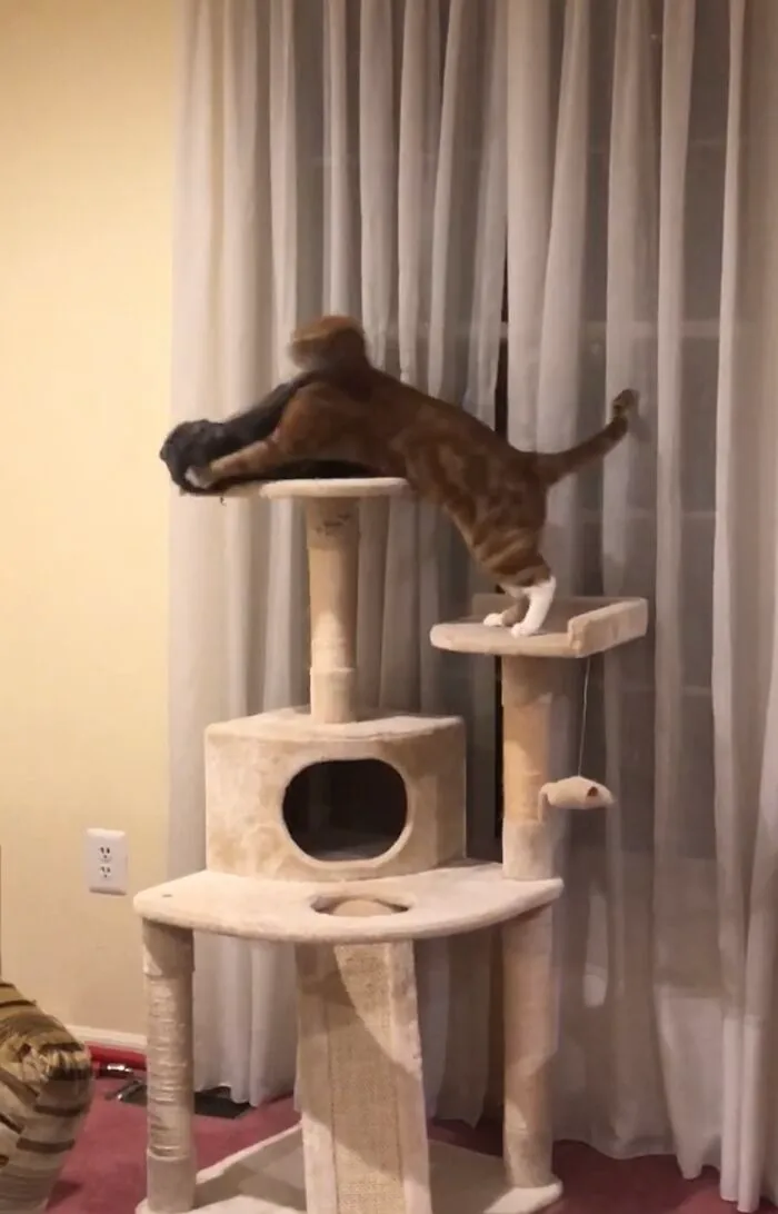 I Captured My Cat Sitting In Weird Spots (20 Pics)