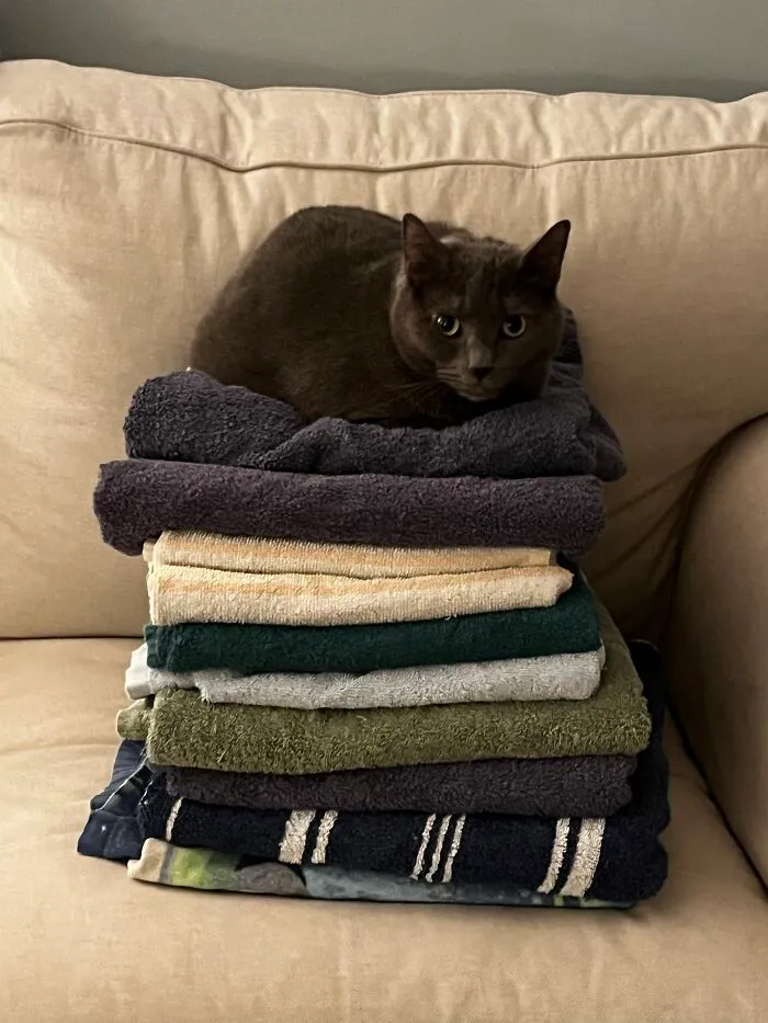 I Captured My Cat Sitting In Weird Spots (20 Pics)