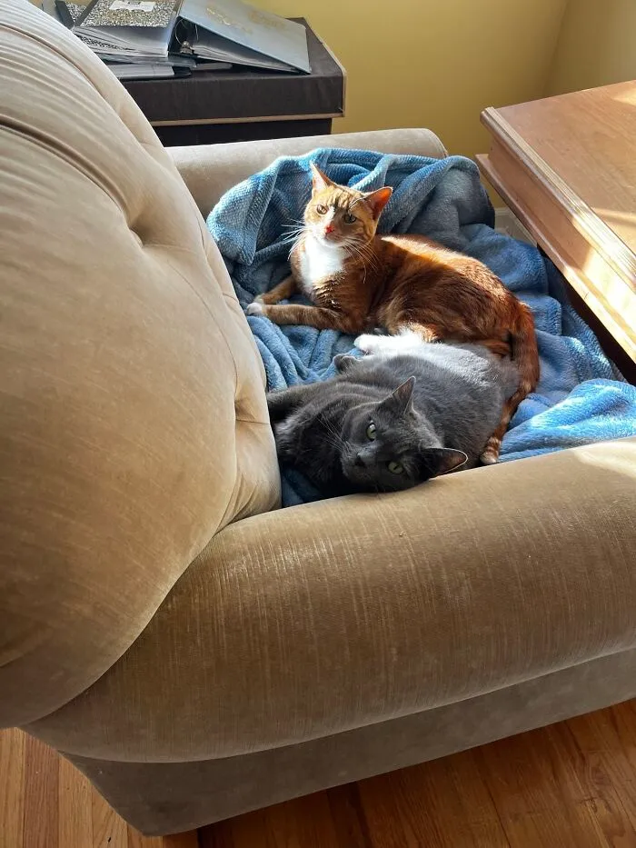 I Captured My Cat Sitting In Weird Spots (20 Pics)