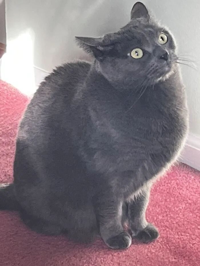 I Captured My Cat Sitting In Weird Spots (20 Pics)