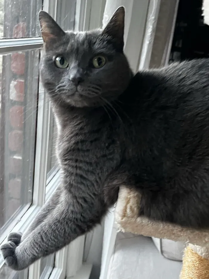 I Captured My Cat Sitting In Weird Spots (20 Pics)