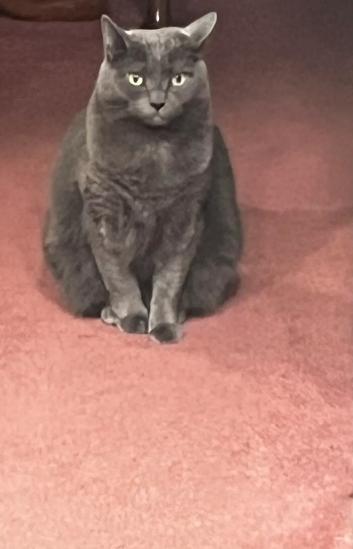I Captured My Cat Sitting In Weird Spots (20 Pics)