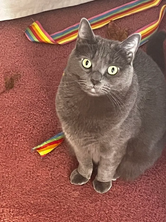 I Captured My Cat Sitting In Weird Spots (20 Pics)