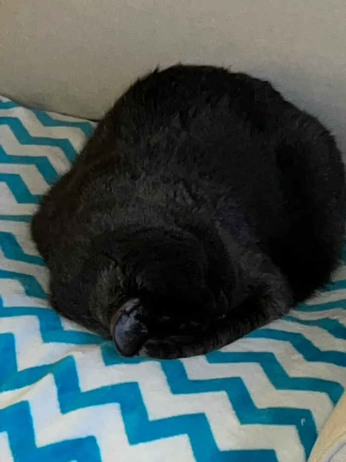 I Captured My Cat Sitting In Weird Spots (20 Pics)