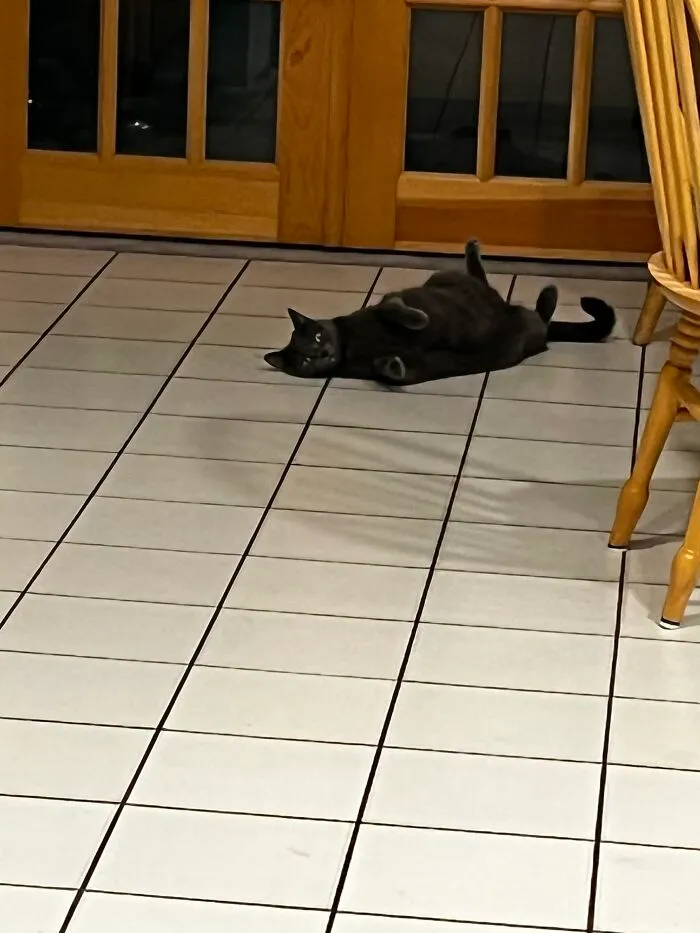 I Captured My Cat Sitting In Weird Spots (20 Pics)