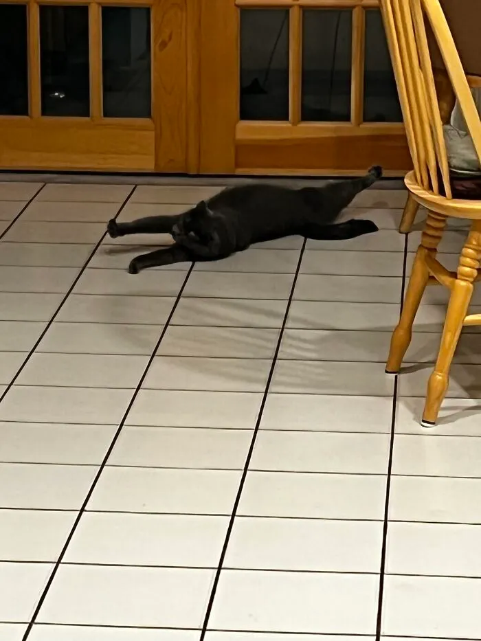 I Captured My Cat Sitting In Weird Spots (20 Pics)