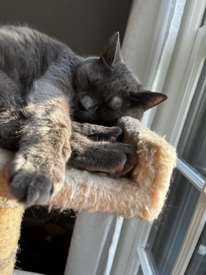I Captured My Cat Sitting In Weird Spots (20 Pics)